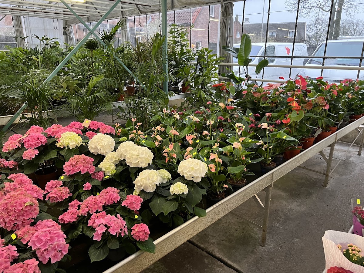 Foto van Leo Akkerman Bloemen & Planten VOF in Beesd
