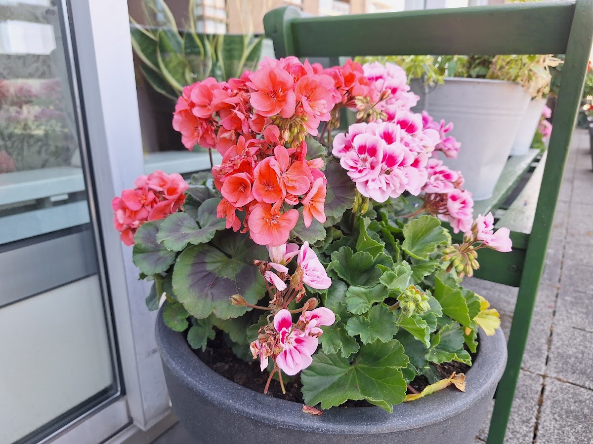 Bloemenboetiek Marianne van Oenen