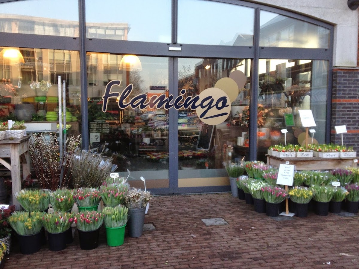 Flamingo Hoog Maanen
