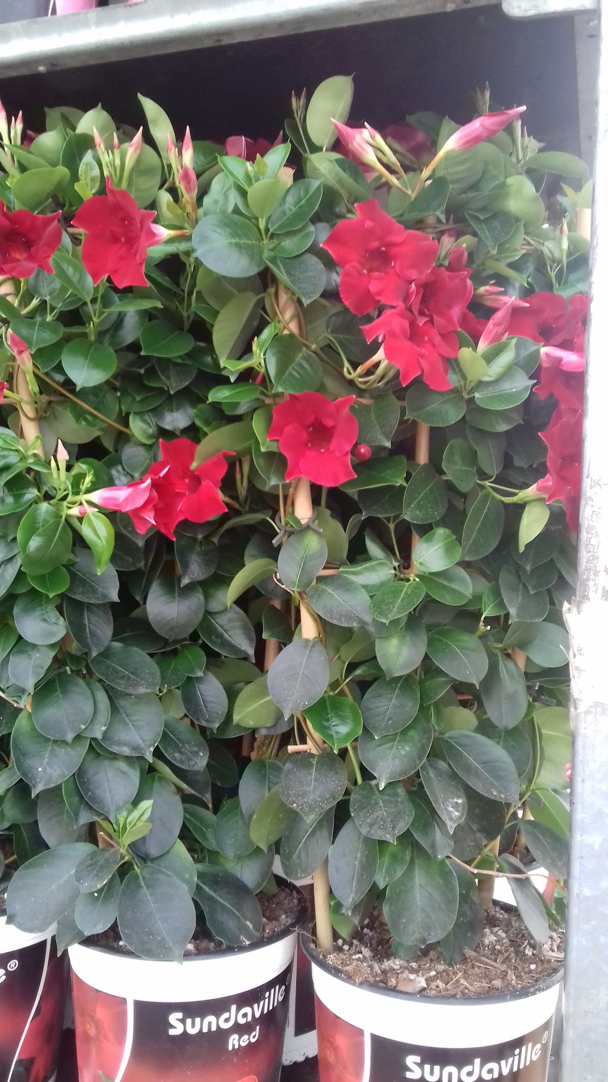 Foto van Patio Plants in Klazienaveen