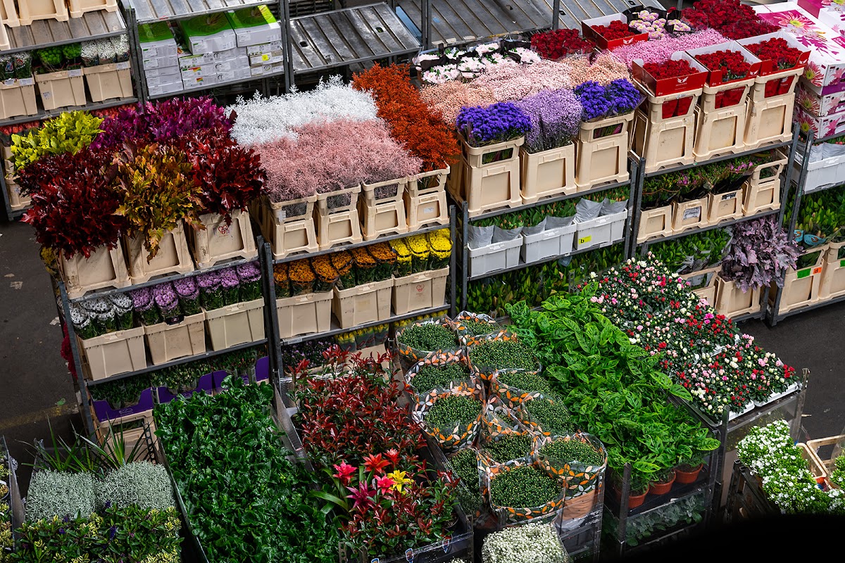 Foto van Willemsen Bloemen Apeldoorn BV in Apeldoorn