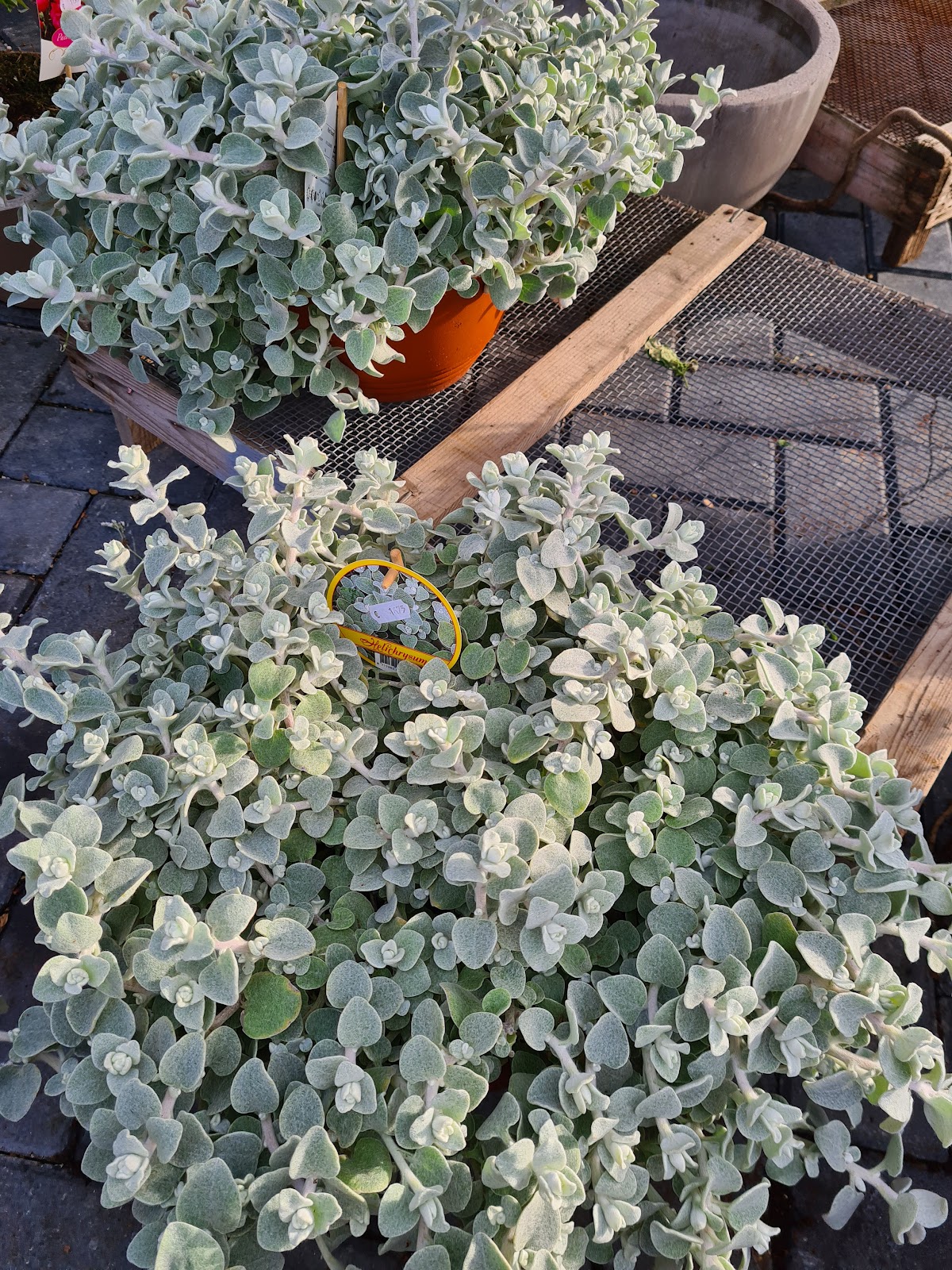 Foto van Dyanne flowers in Kootwijkerbroek
