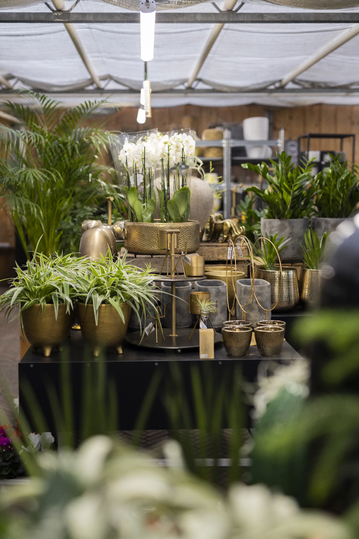 Foto van Gaaf! Bloemen en Planten in Dalen