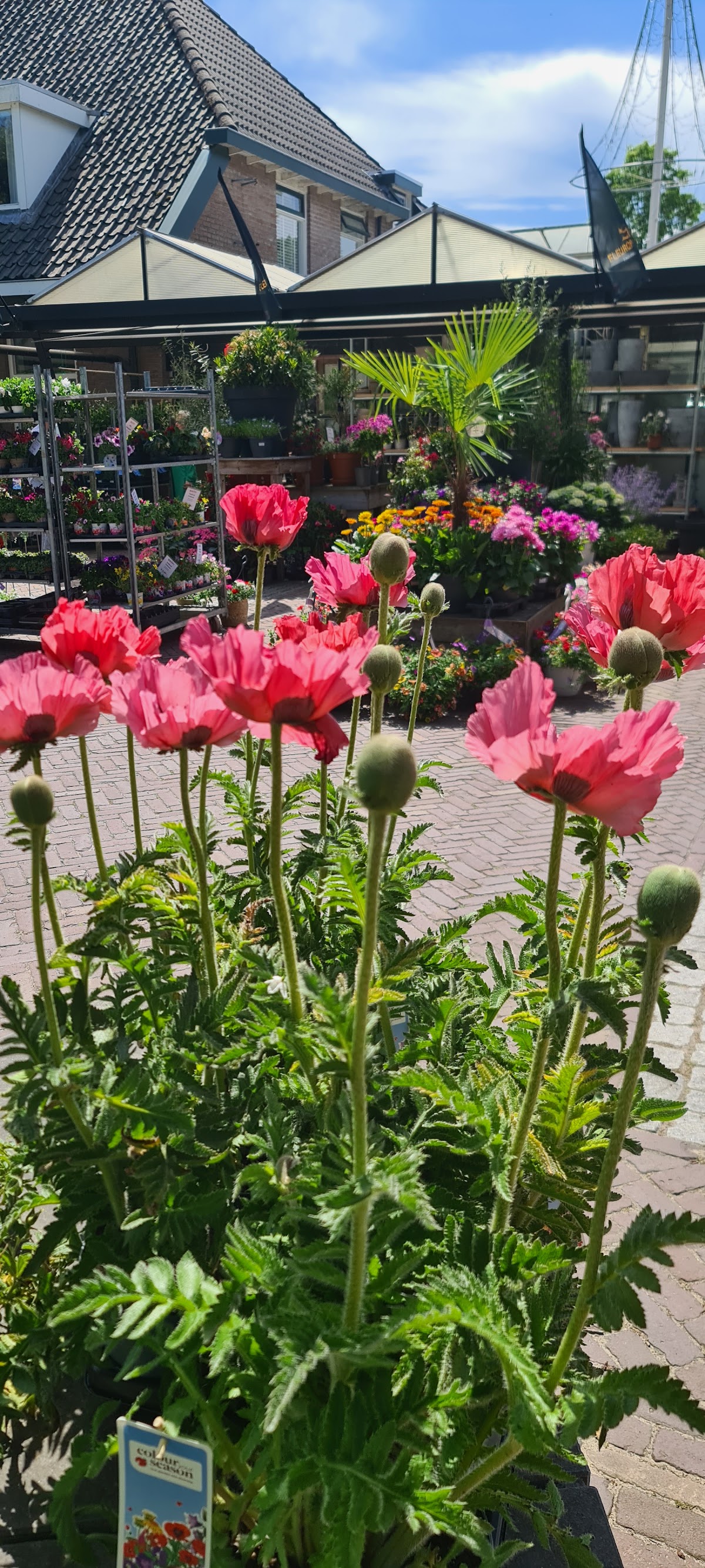 Foto van Gaaf! Bloemen en Planten in Dalen