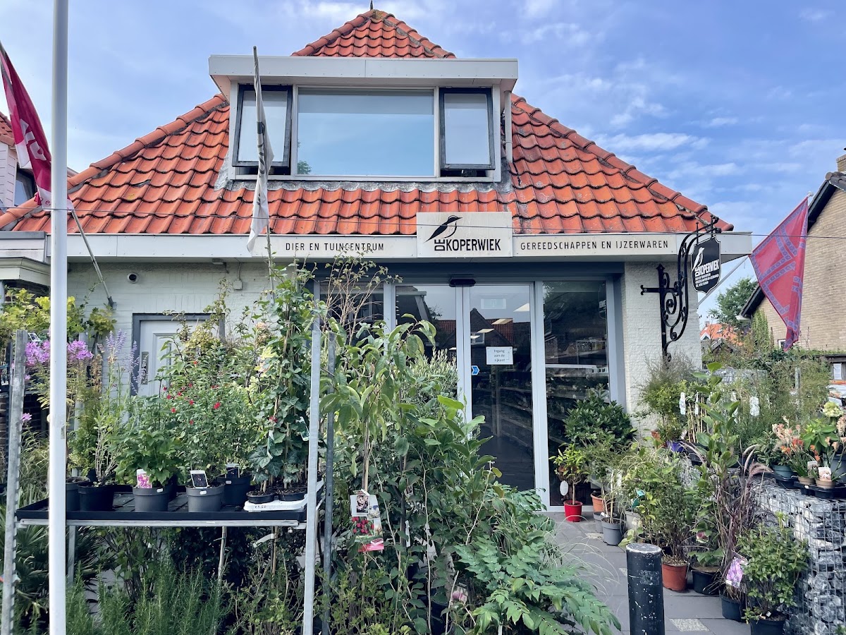 Foto van de Koperwiek in Midsland