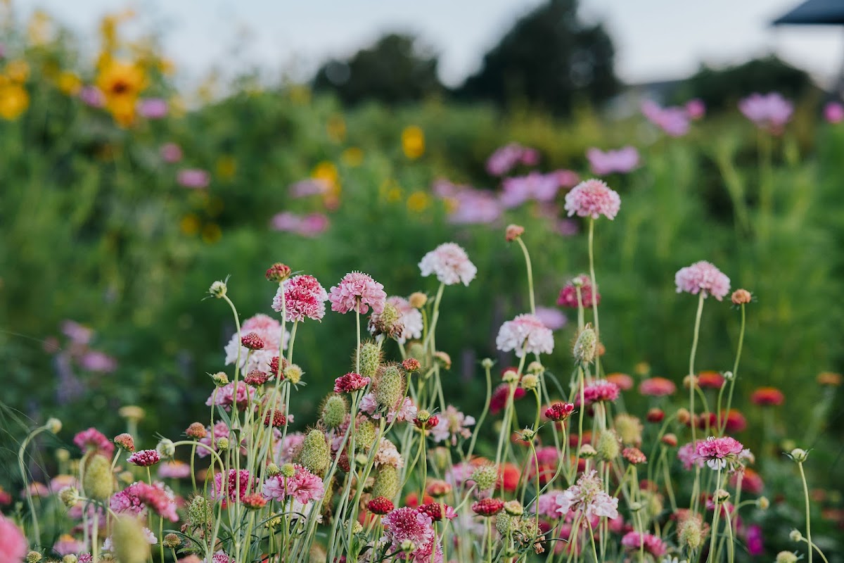Foto van Miss TuinBoon in Gees