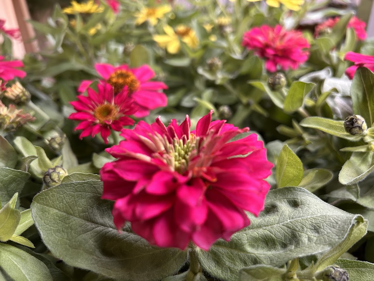 Foto van Bloembinderij Heidi in Assen