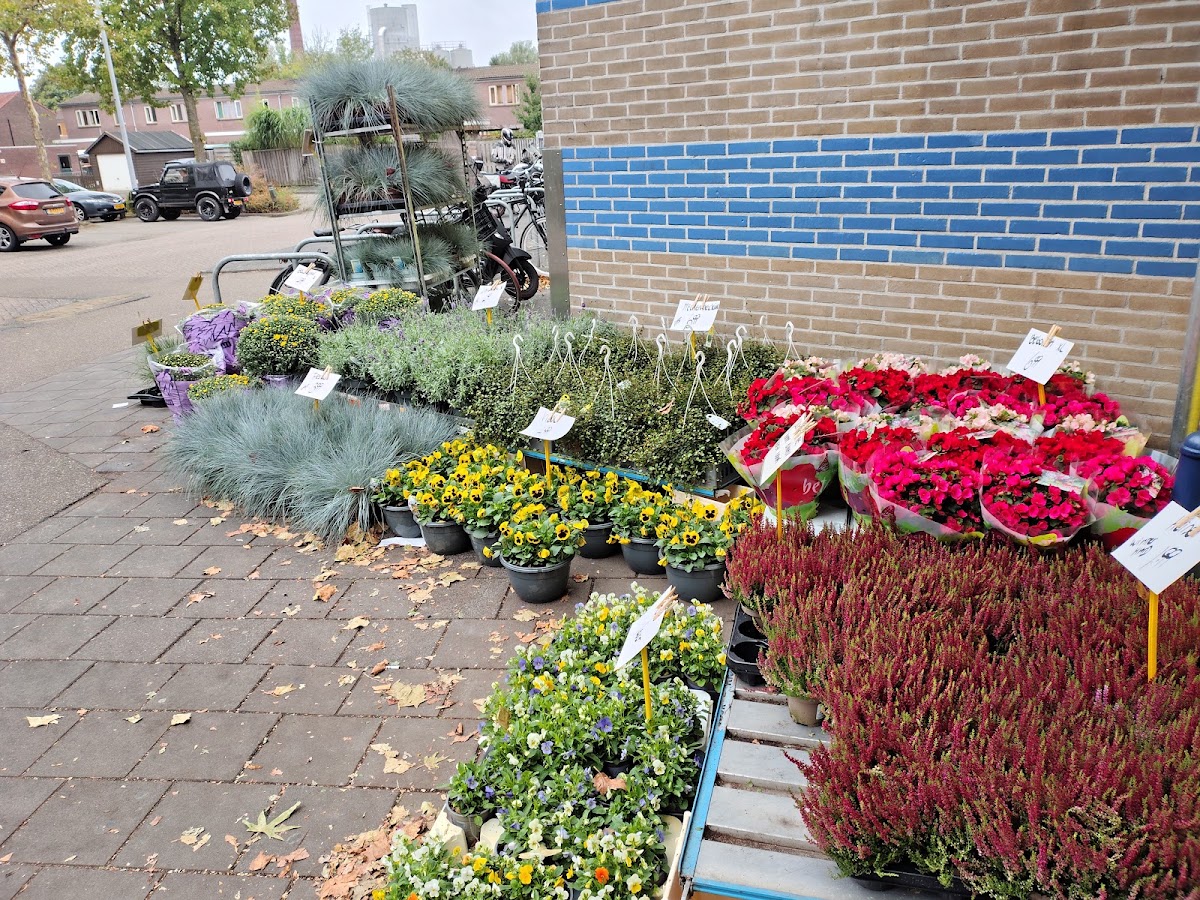 Foto van Ruud Sinnema Bloemen in Hoogeveen