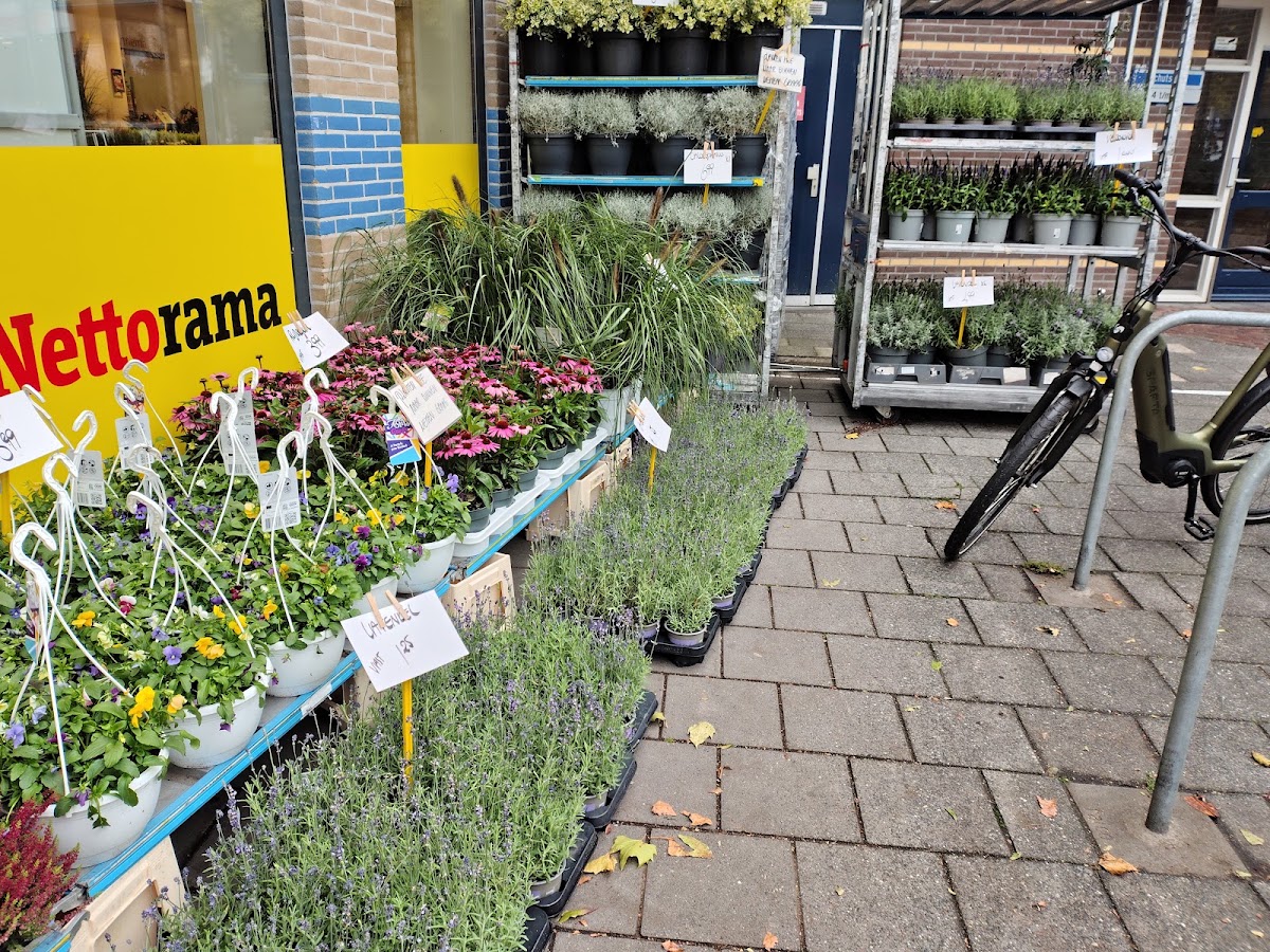 Foto van Ruud Sinnema Bloemen in Hoogeveen