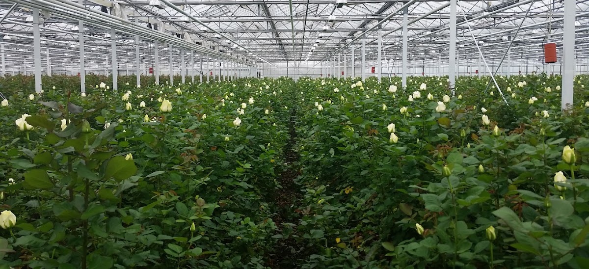 Foto van Besteljerozen.nl in Almere
