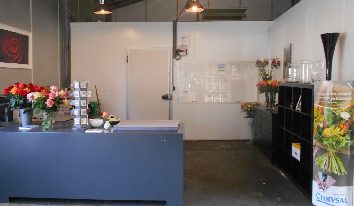 Foto van Termeulen Roses 24/7 rozen kopen in Almere