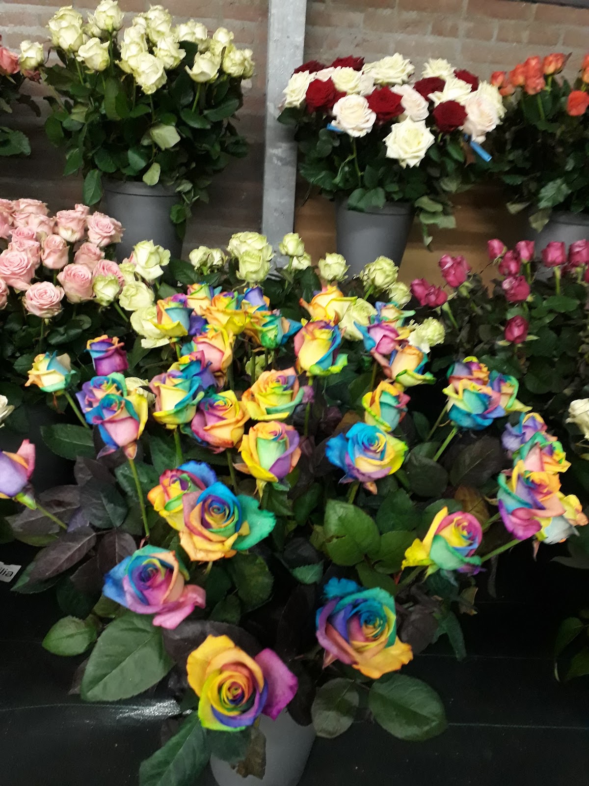 Foto van Termeulen Roses 24/7 rozen kopen in Almere