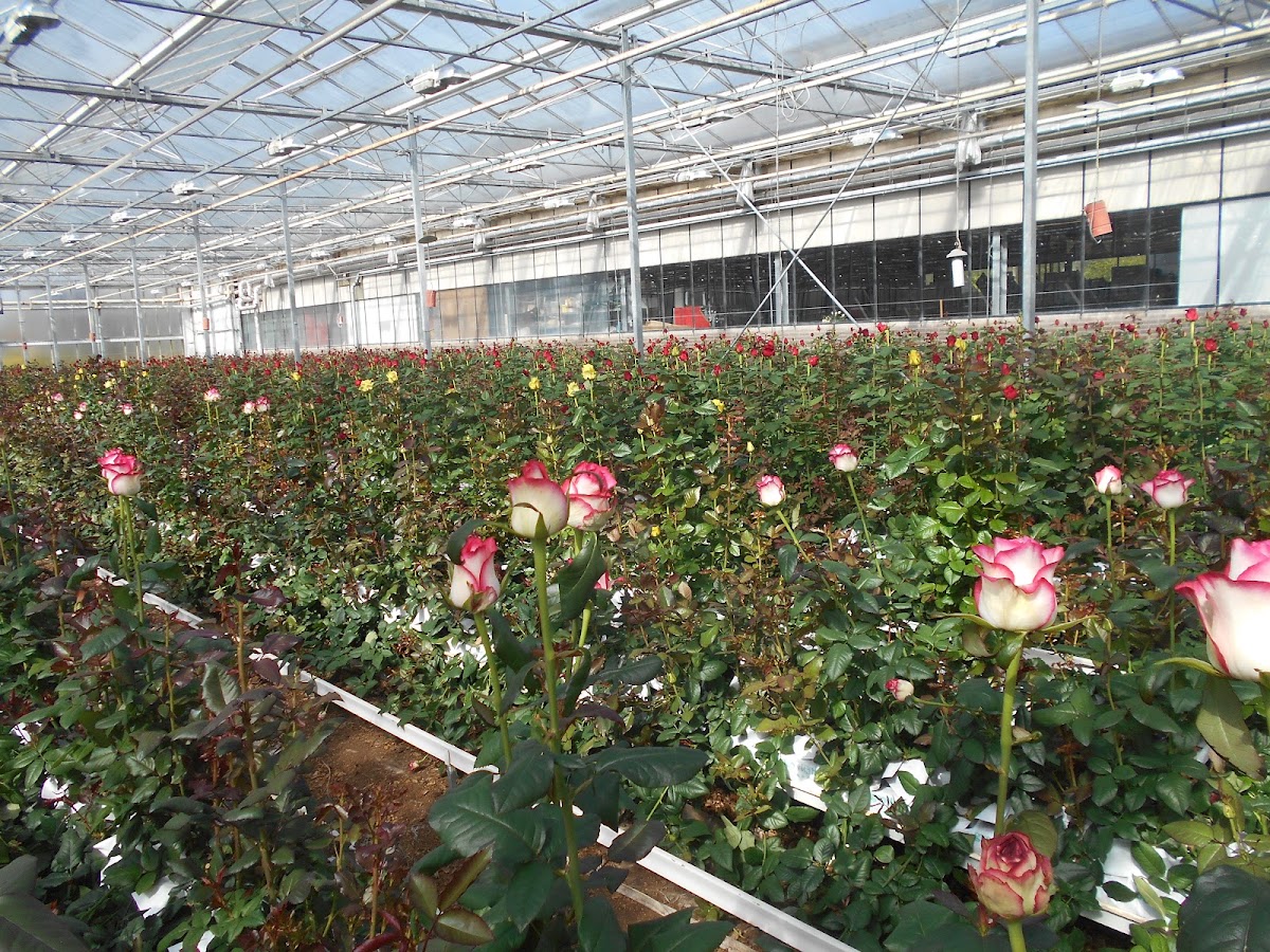 Foto van Termeulen Roses 24/7 rozen kopen in Almere