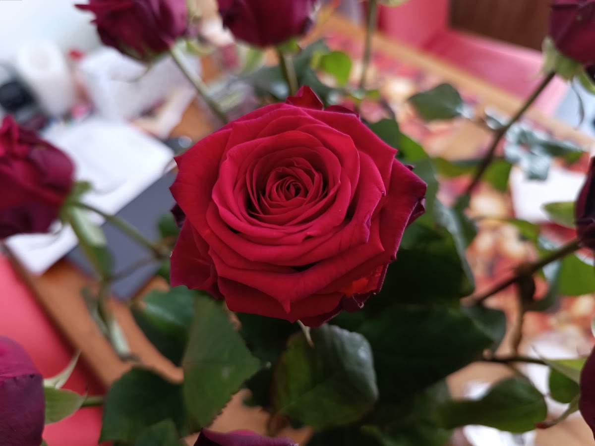Foto van Brockhoff Rozen in Luttelgeest