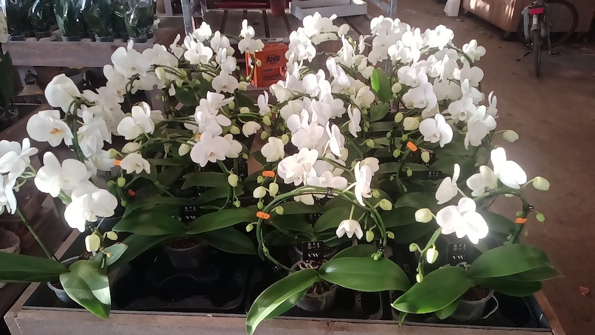 De orchideeen winkel