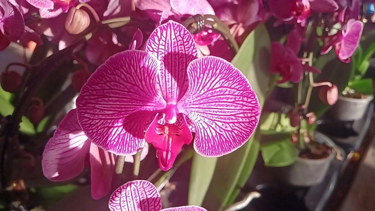Foto van De orchideeen winkel in Luttelgeest