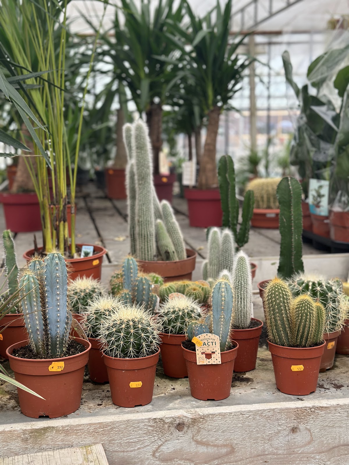 Foto van De orchideeen winkel in Luttelgeest
