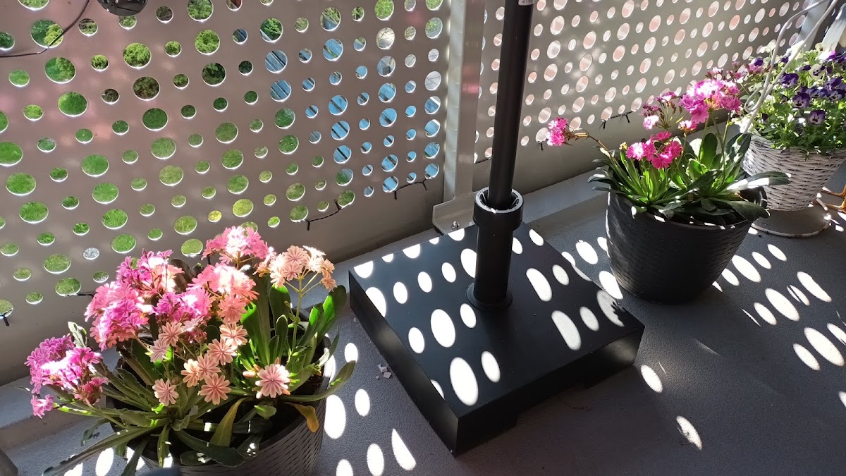 Foto van De orchideeen winkel in Luttelgeest