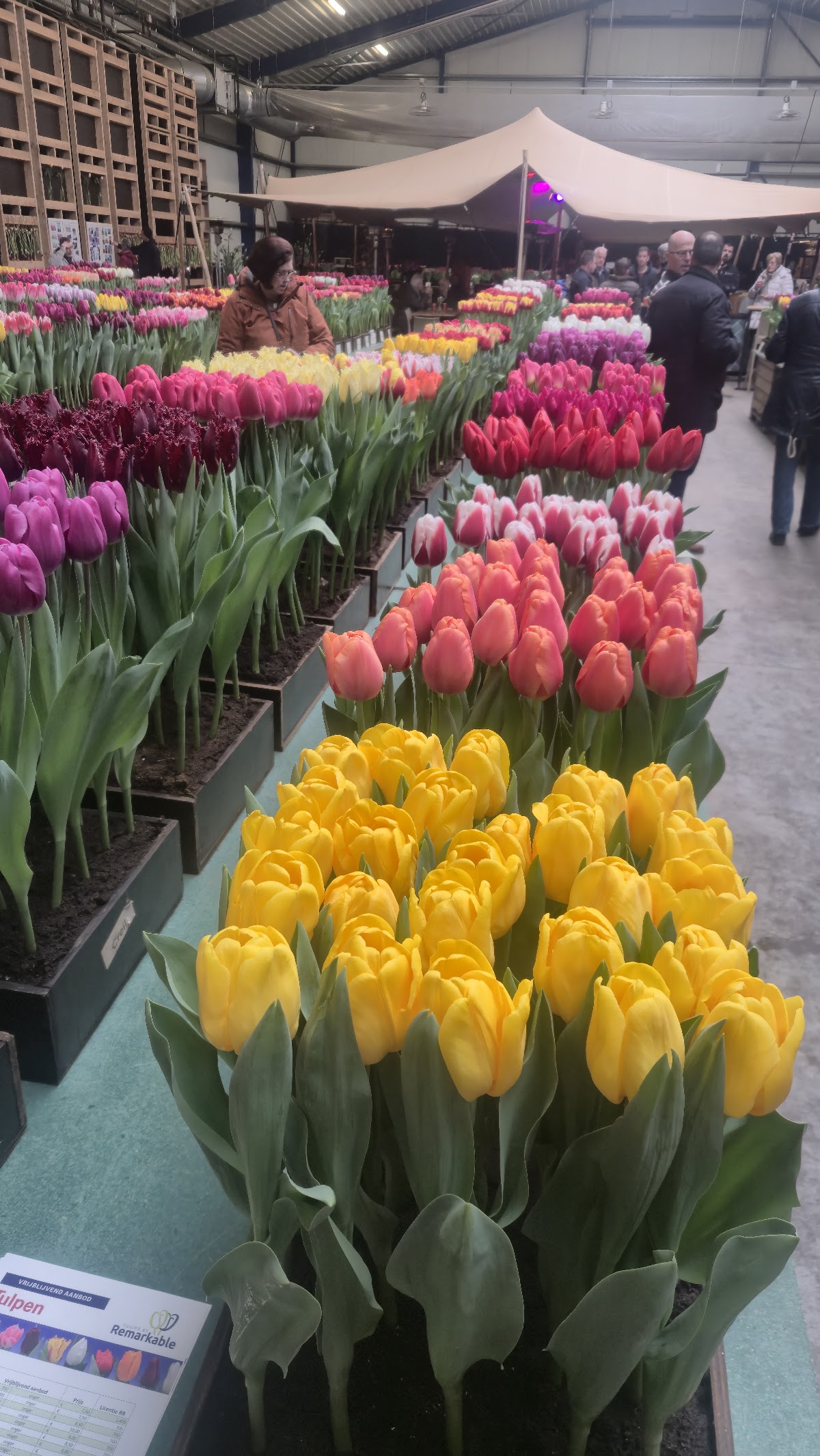 Mulder Tulips