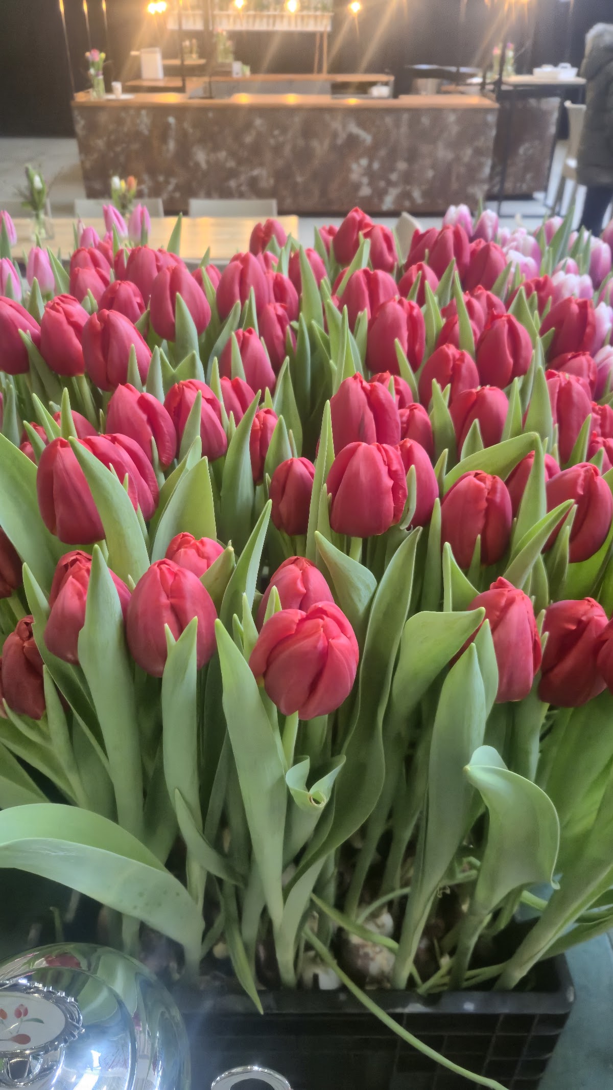 Foto van Mulder Tulips in Rutten