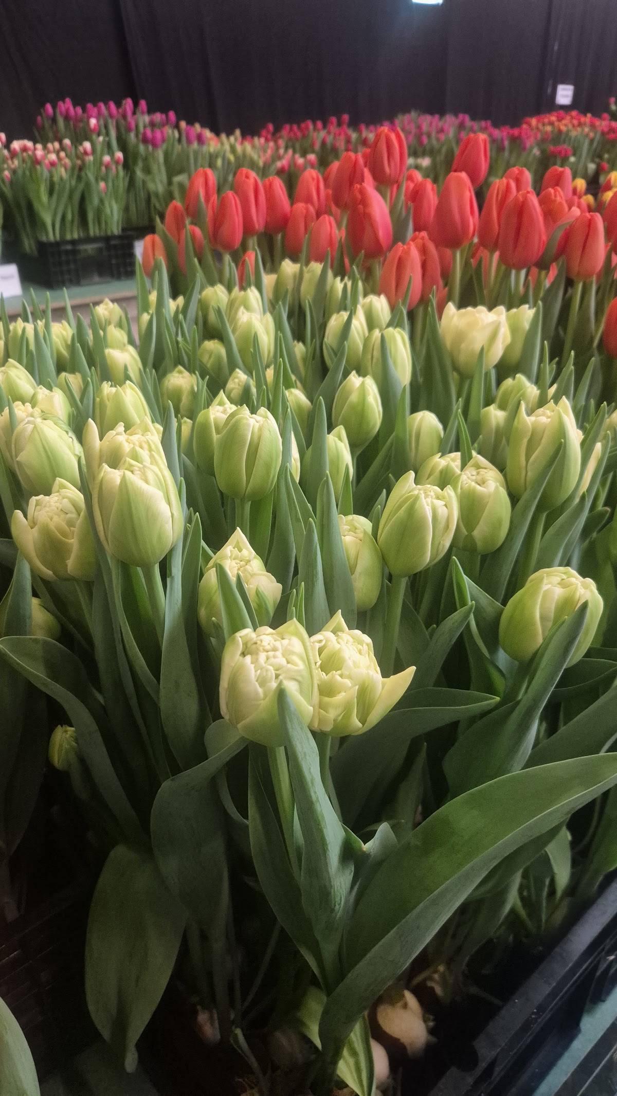 Foto van Mulder Tulips in Rutten