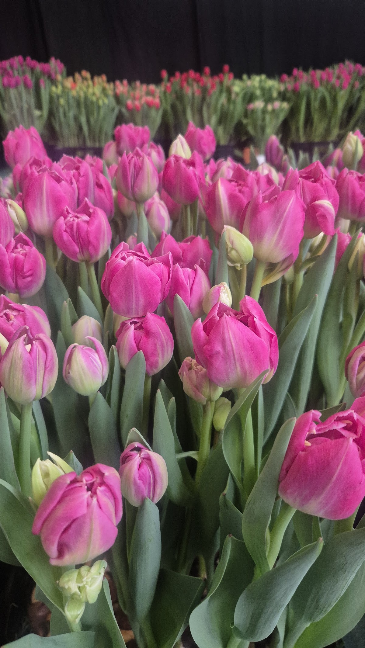 Foto van Mulder Tulips in Rutten