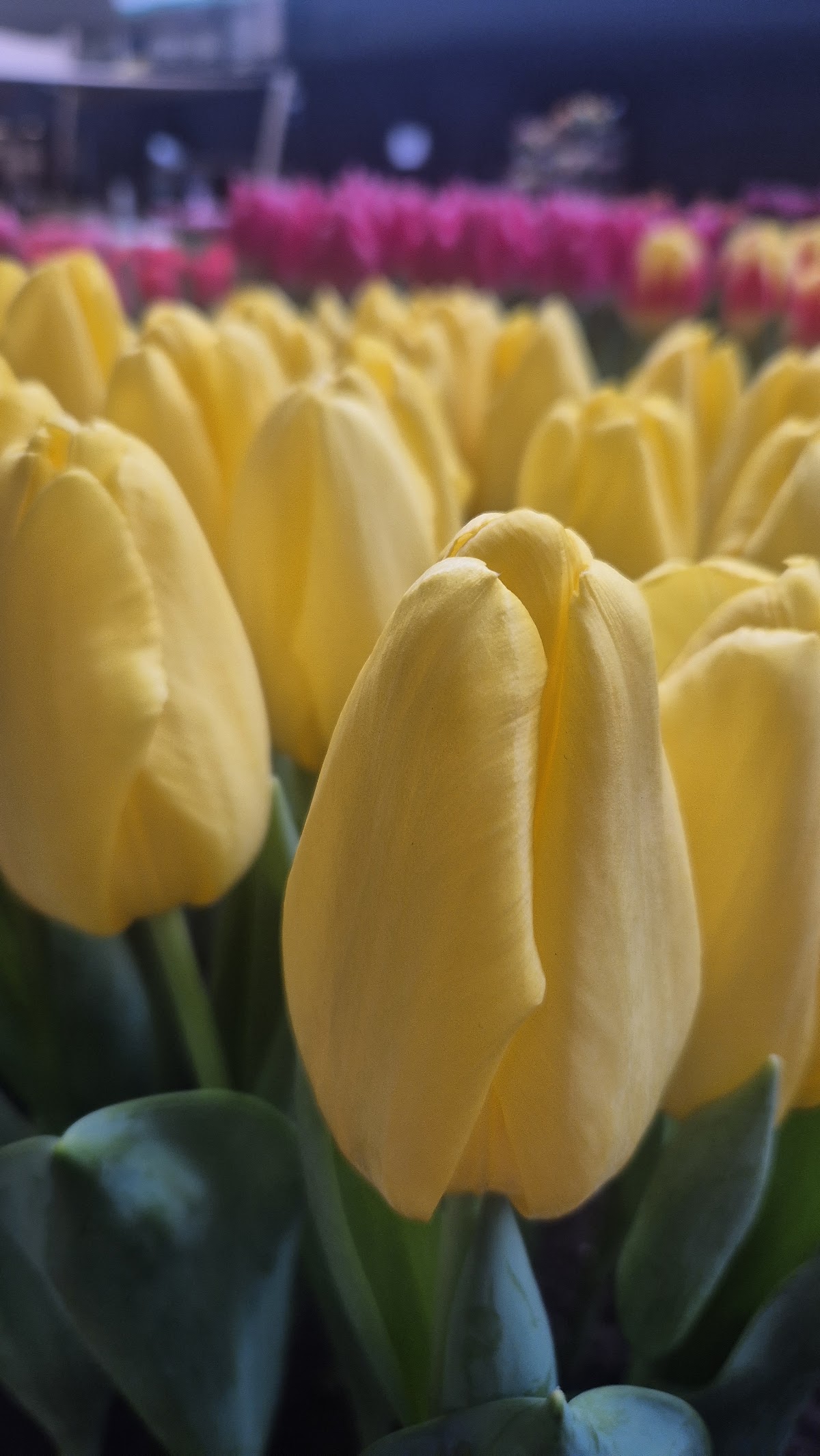 Foto van Mulder Tulips in Rutten