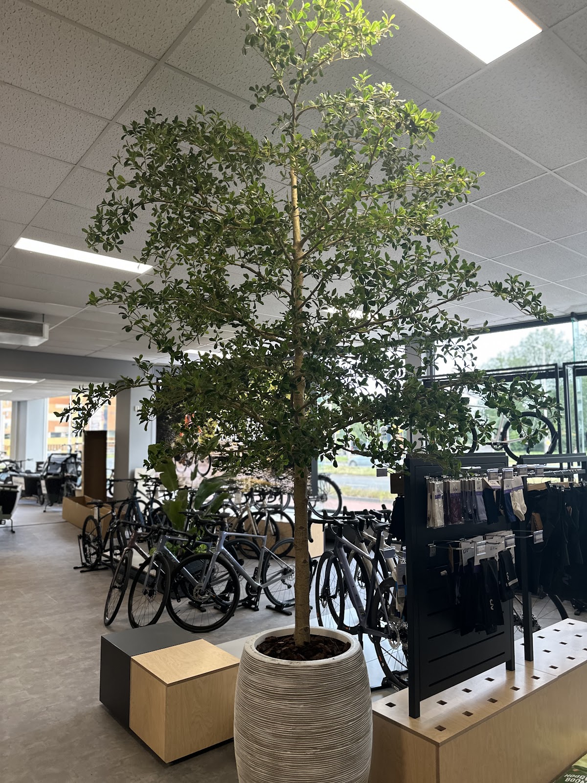 Foto van Emelia, meer dan bloemen.. in Leeuwarden