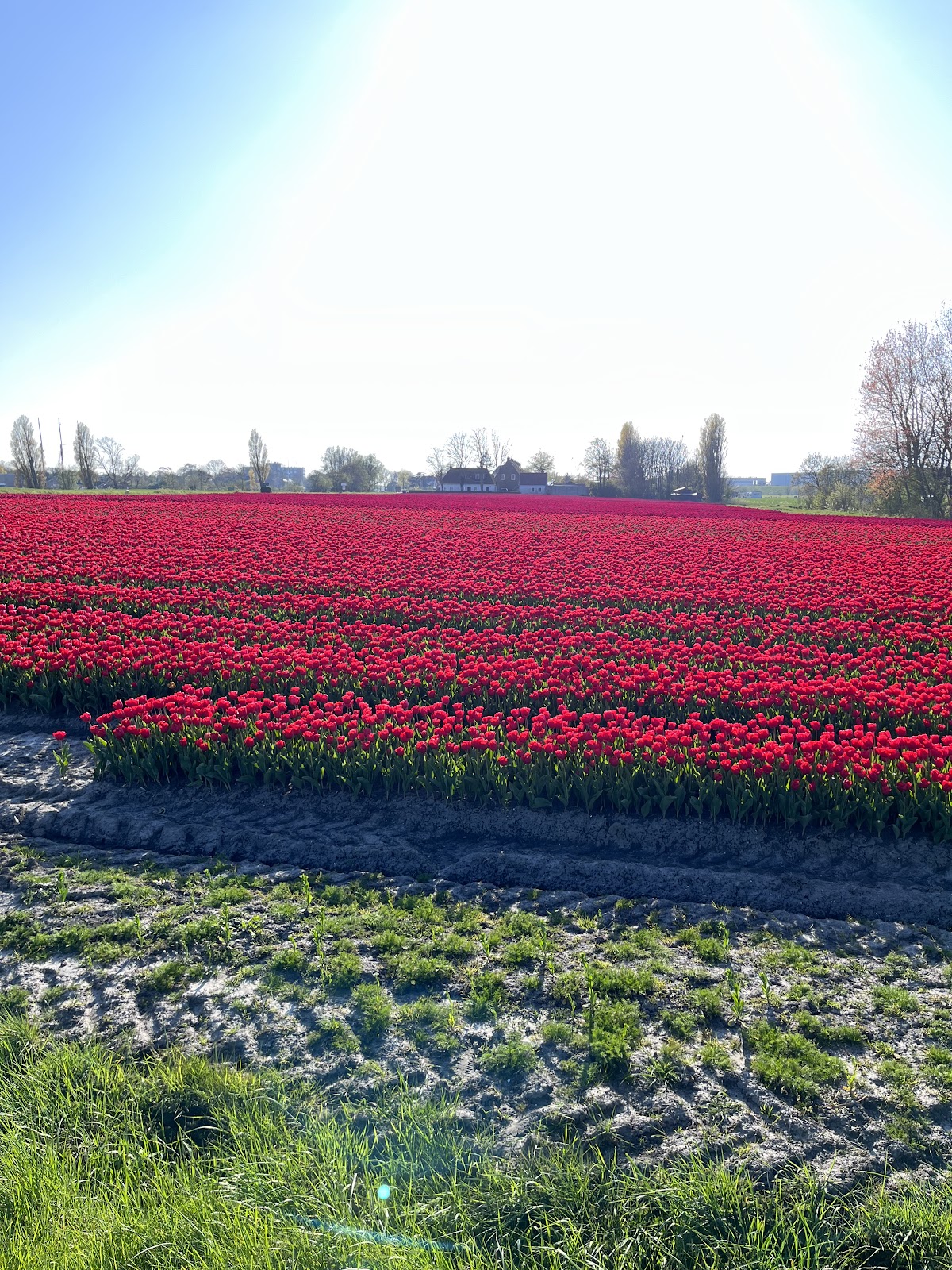 Foto van De Keizerskroon, Veredeling, Teelt en Broeierij in Midlum