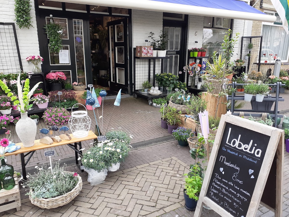 Lobelia Terschelling