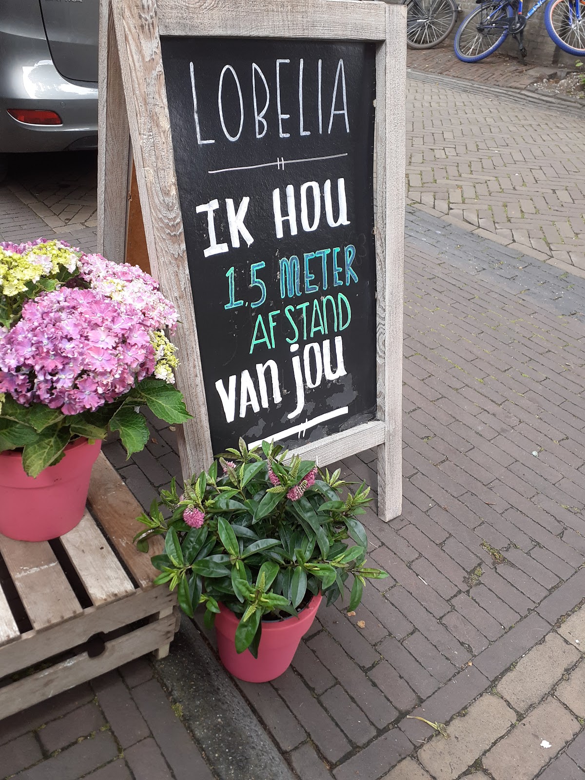 Foto van Lobelia Terschelling in Midsland