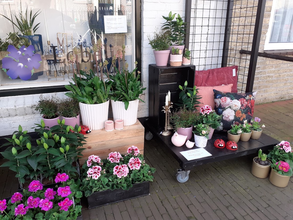 Foto van Lobelia Terschelling in Midsland