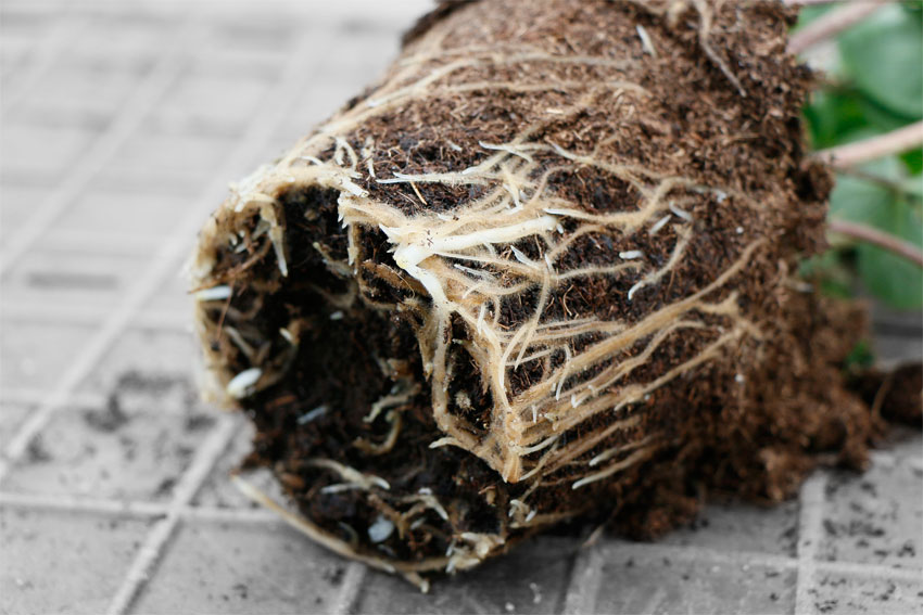 Foto van Potplantenkwekerij Arbeidsvreugde in Groessen