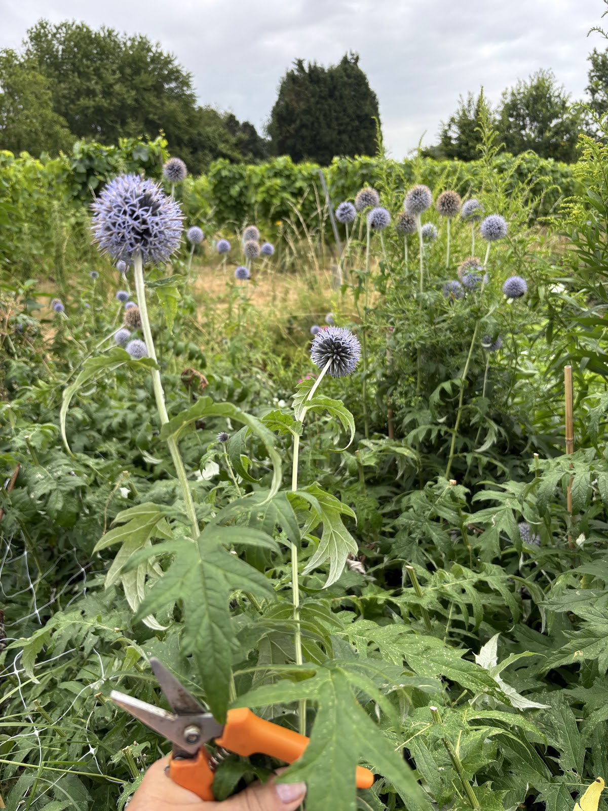 Foto van Kwekerij & Pluktuin Bloemrijk in Wageningen
