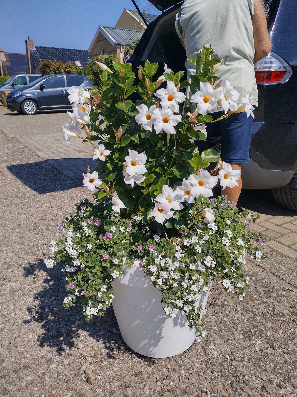Foto van Semper Florens in Nieuw-Dordrecht
