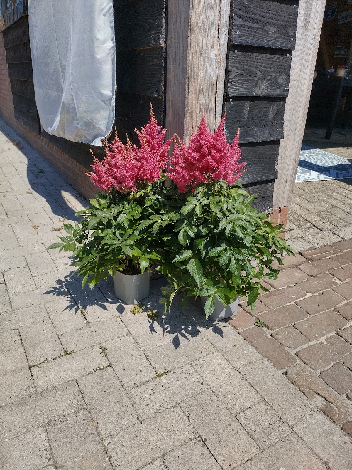 Foto van Semper Florens in Nieuw-Dordrecht