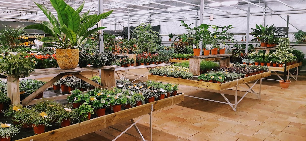 Foto van Bloemenhuis Balkema V.O.F. in Bedum