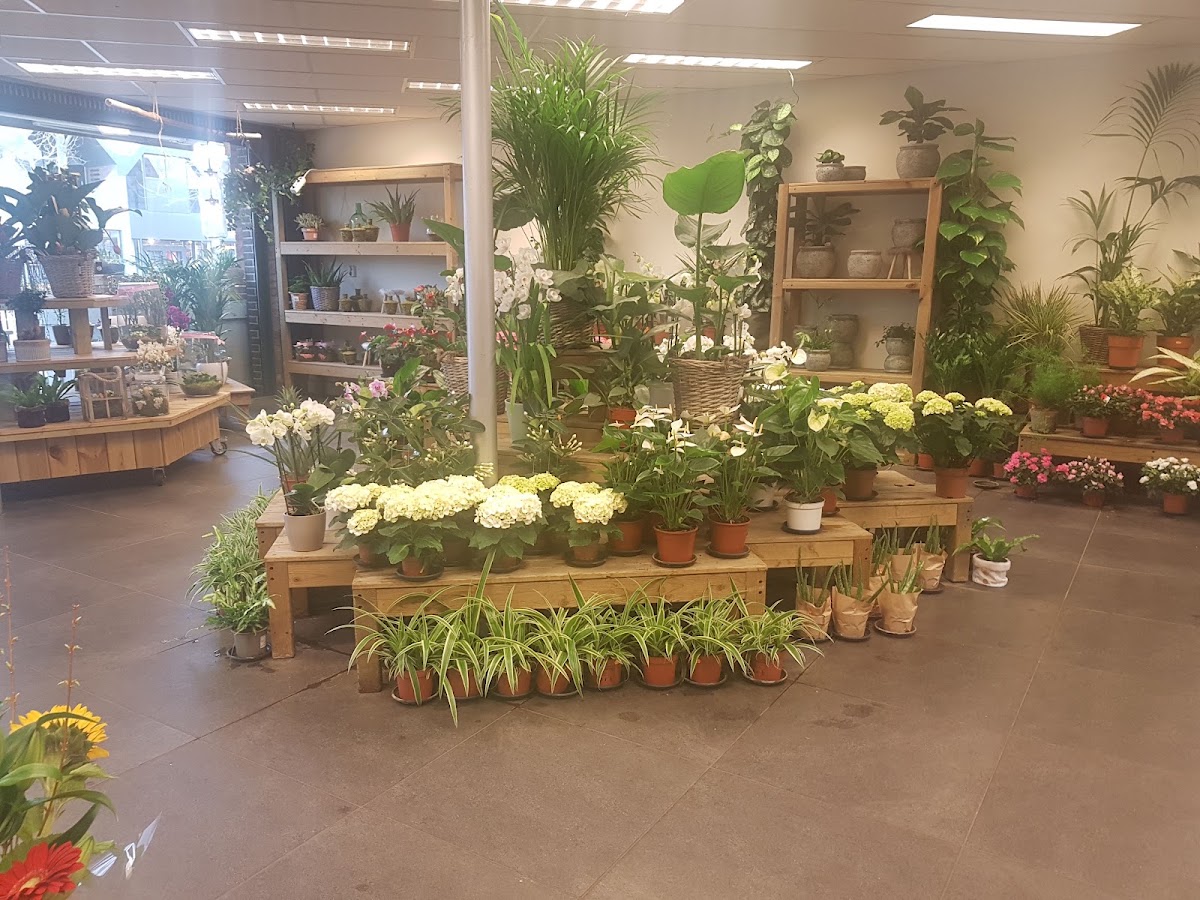 Foto van Bloemen- en Plantencentrum Scheerhoorn B.V. in Leek