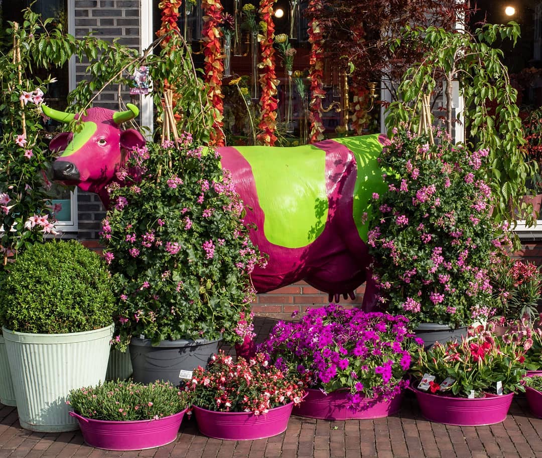 Foto van Bloem En Plant in Musselkanaal