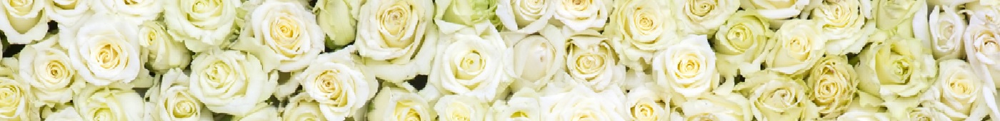 Witte rozen