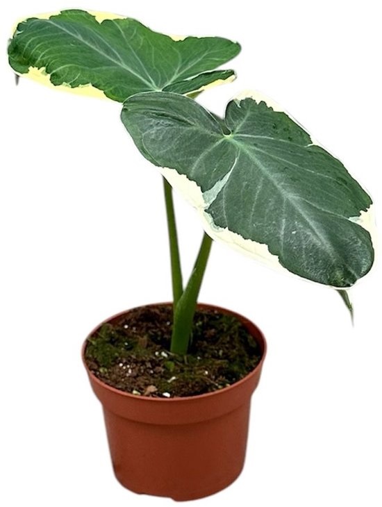 Alocasia