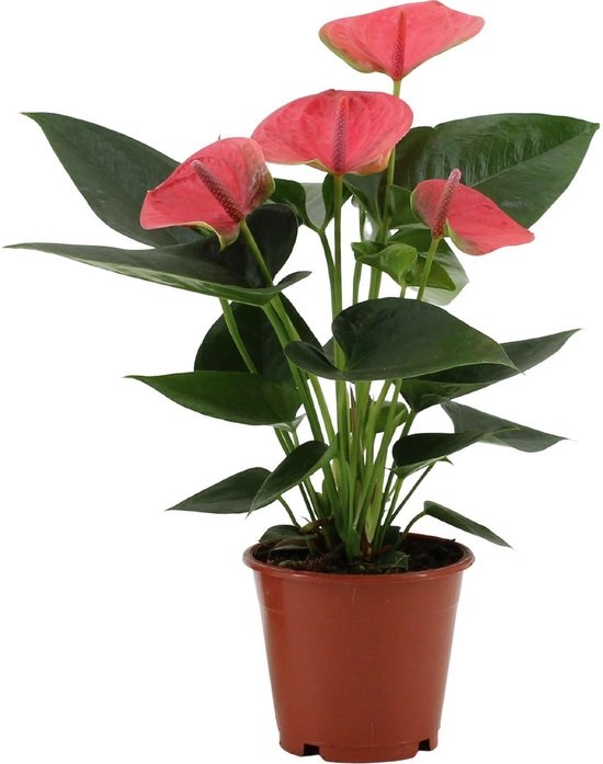 Anthurium