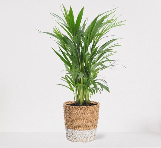 Areca palm