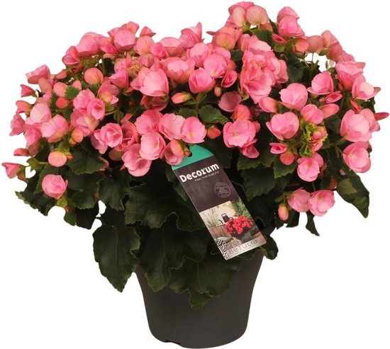 Begonia