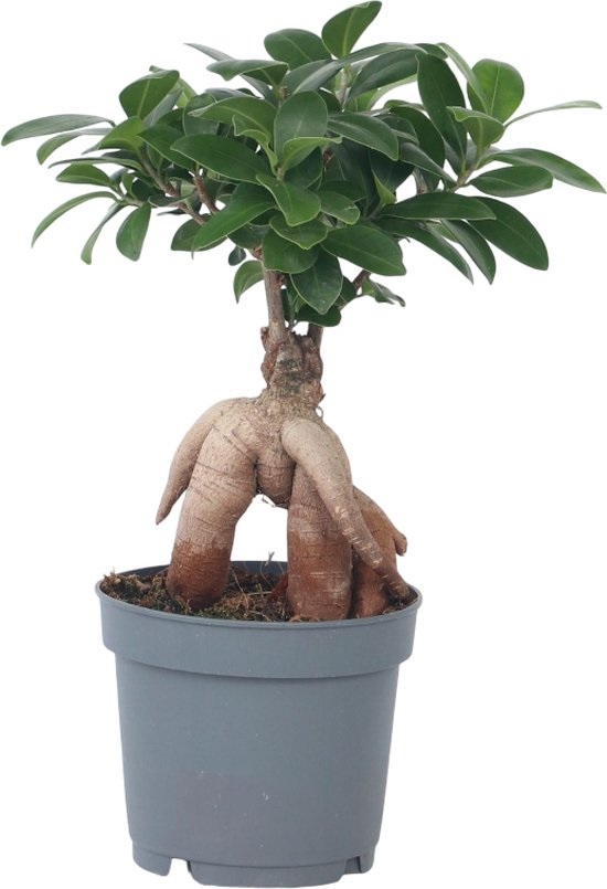 Bonsai
