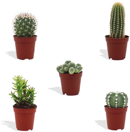 Cactus