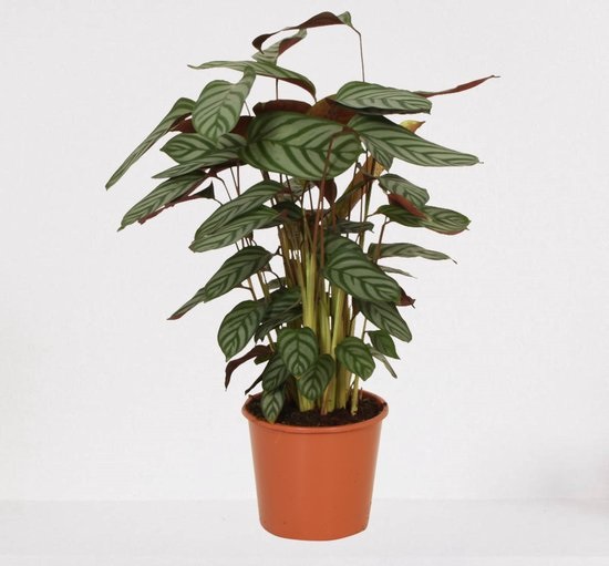 Calathea
