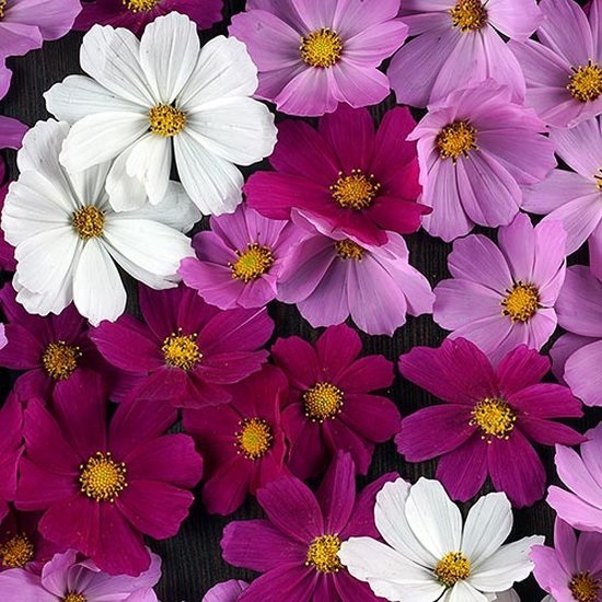 Cosmea zaden