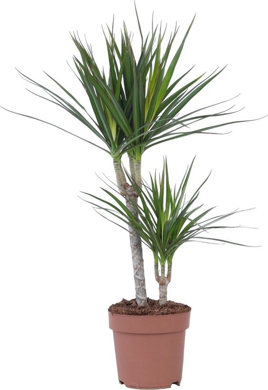 Dracaena