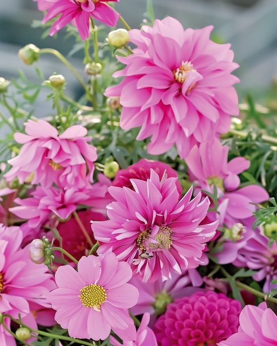 Eenjarige bloemen